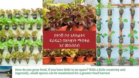  Vegetable Gardening for Ethiopian Climates: A Symphony of Flavors and Resilience